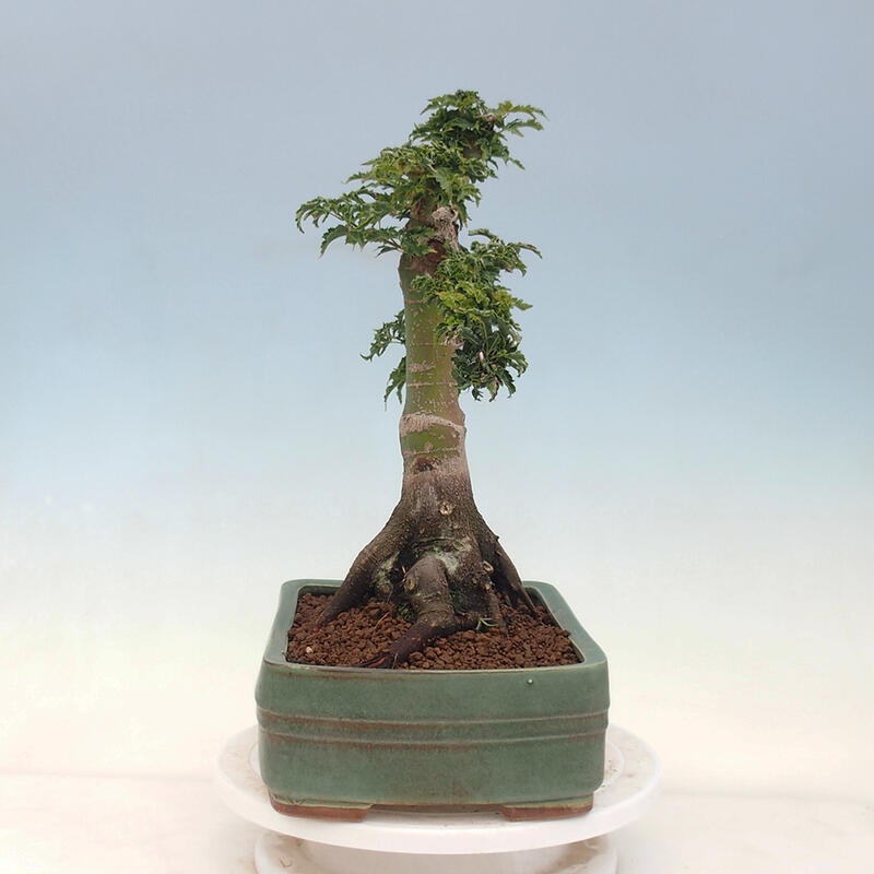 Bonsai voor buiten -Javor palm Acer palmatum Shishigashira