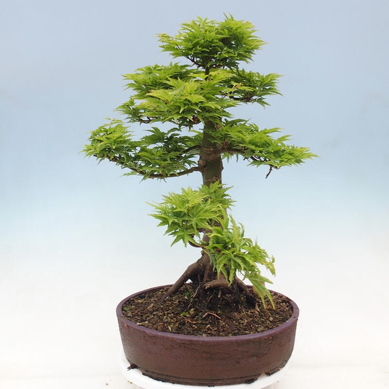 Bonsai voor buiten -Javor palm Acer palmatum Shishigashira
