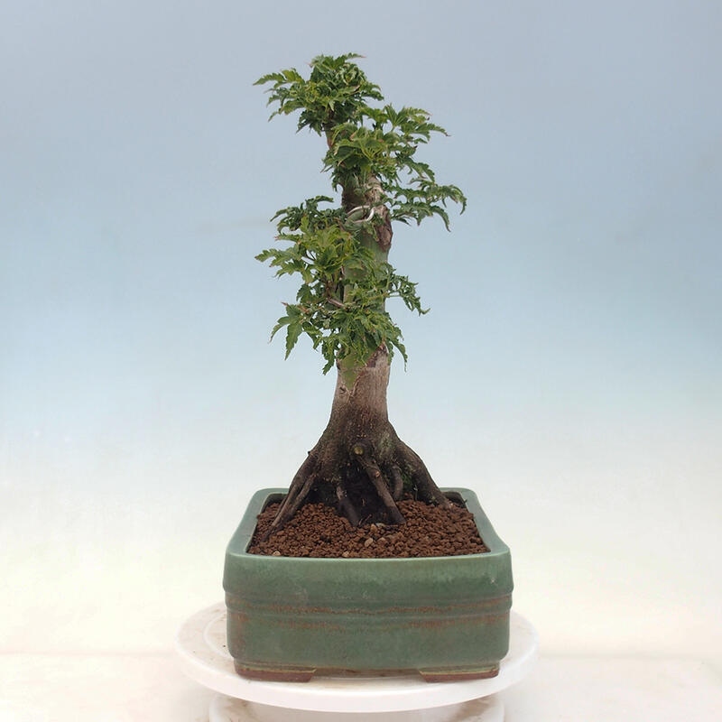 Bonsai voor buiten -Javor palm Acer palmatum Shishigashira