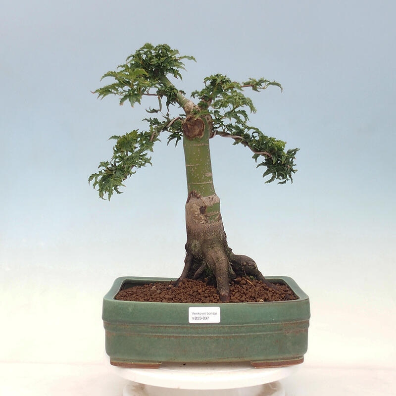 Bonsai voor buiten -Javor palm Acer palmatum Shishigashira