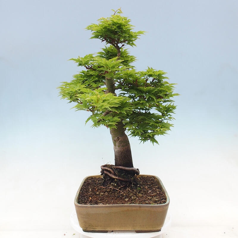 Bonsai voor buiten -Javor palm Acer palmatum Shishigashira