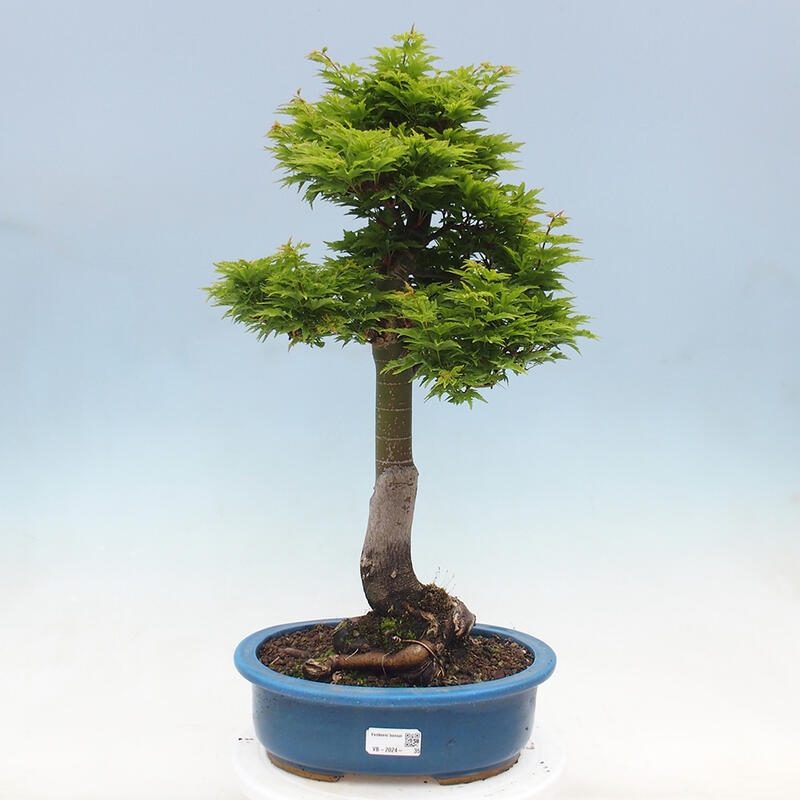 Bonsai voor buiten -Javor palm Acer palmatum Shishigashira