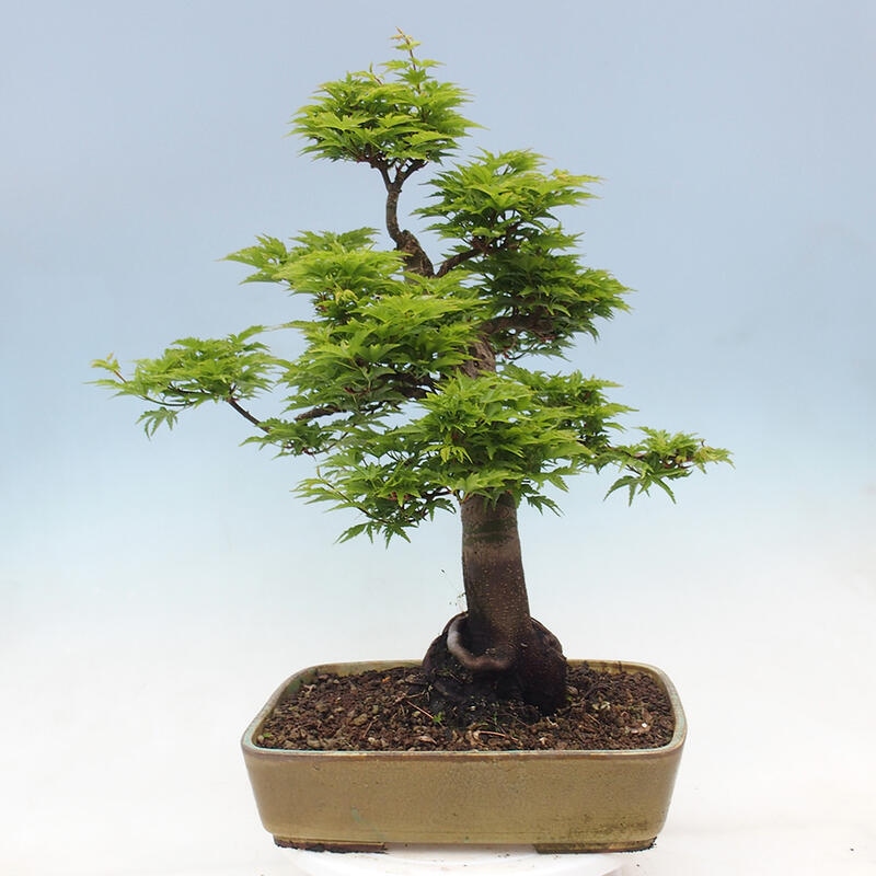 Bonsai voor buiten -Javor palm Acer palmatum Shishigashira