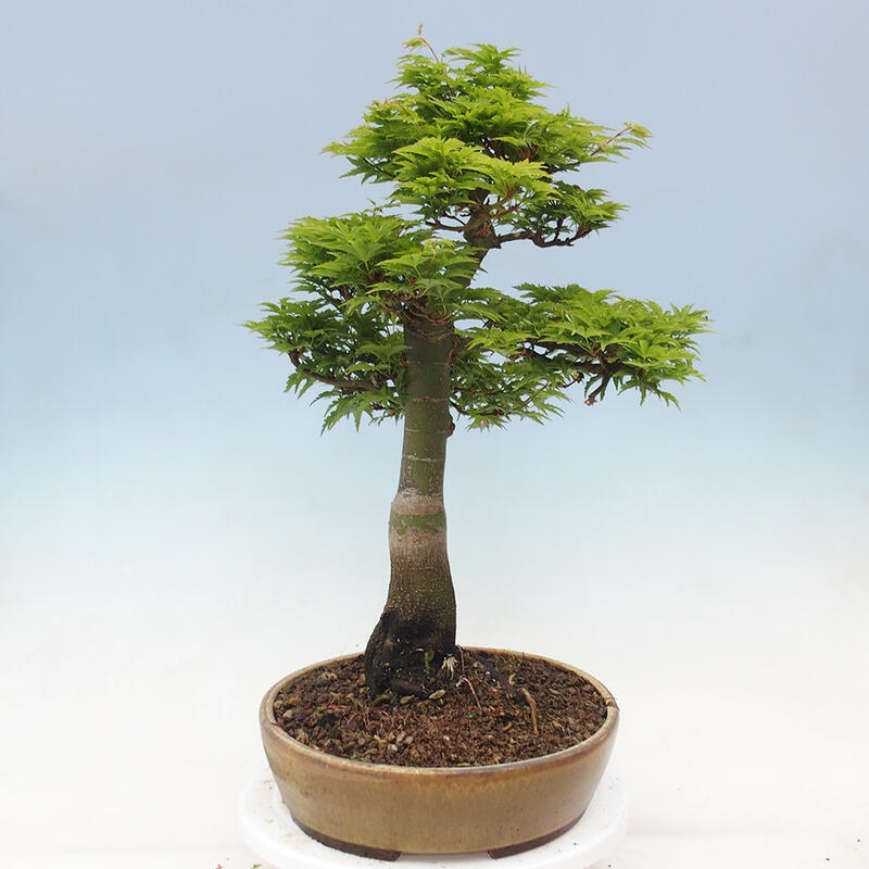 Bonsai voor buiten -Javor palm Acer palmatum Shishigashira