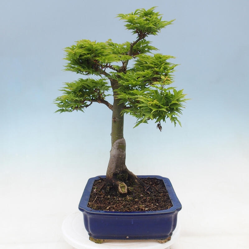 Bonsai voor buiten -Javor palm Acer palmatum Shishigashira