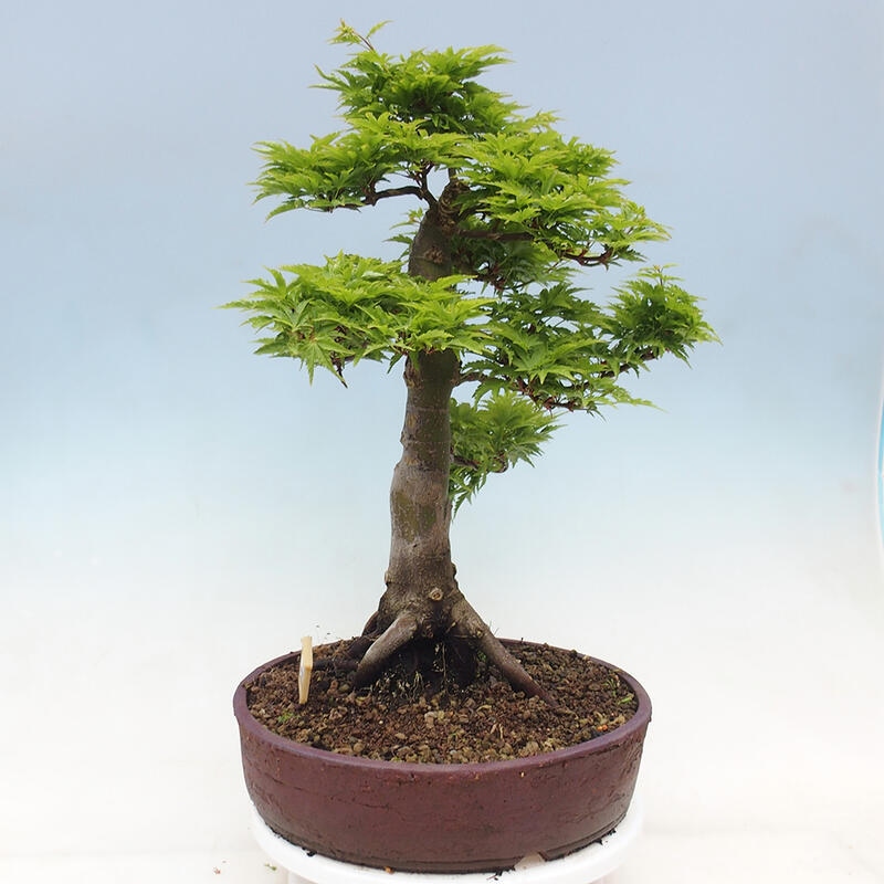 Bonsai voor buiten -Javor palm Acer palmatum Shishigashira