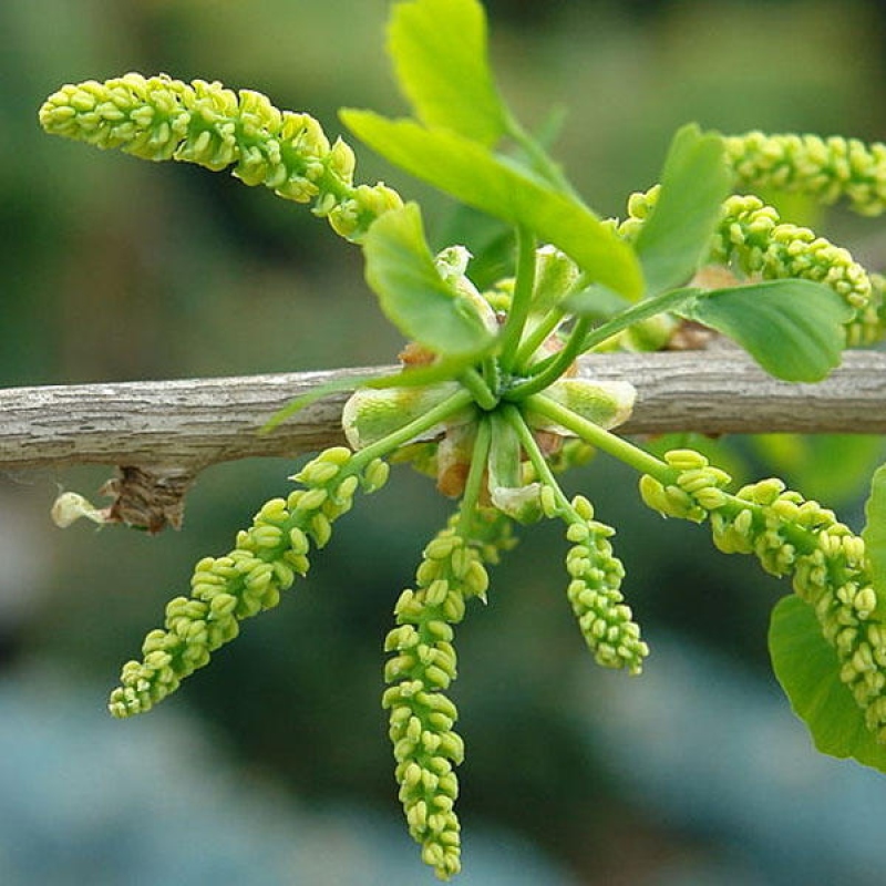 Bonsai voor buiten - Ginkgo biloba