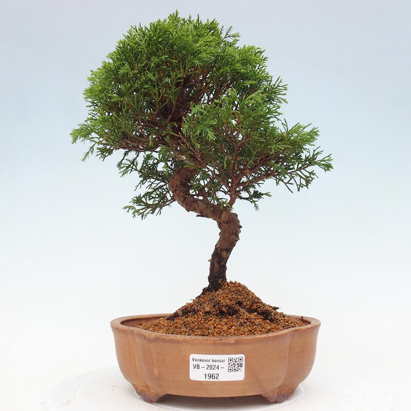 Bonsai voor buiten - Juniperus chinensis Itoigawa