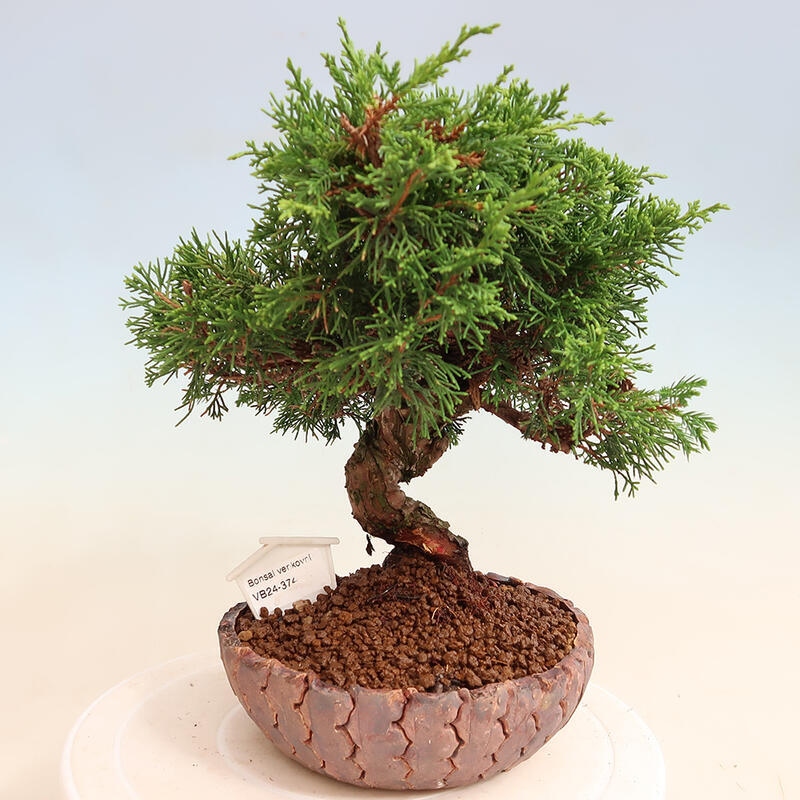Bonsai voor buiten - Juniperus chinensis Itoigawa