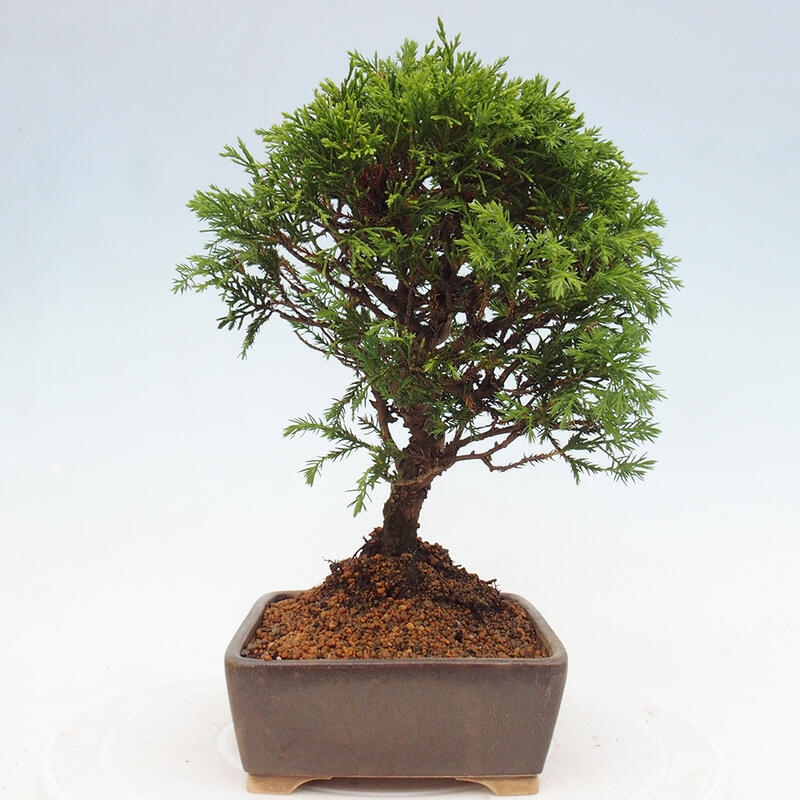 Bonsai voor buiten - Juniperus chinensis Itoigawa