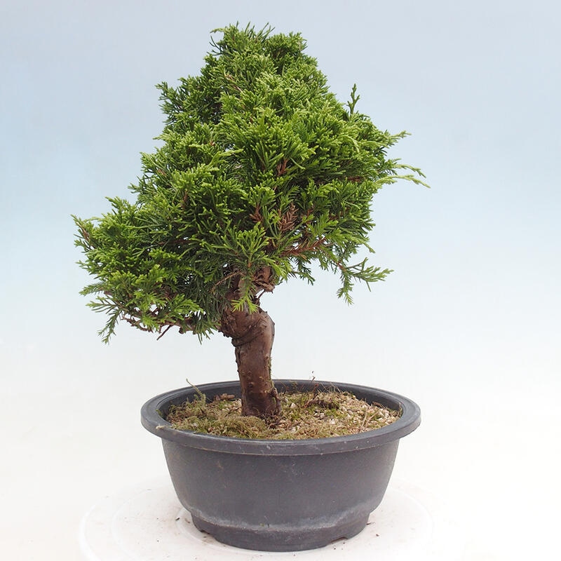 Bonsai voor buiten - Juniperus chinensis Itoigawa