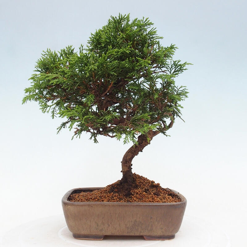 Bonsai voor buiten - Juniperus chinensis Itoigawa