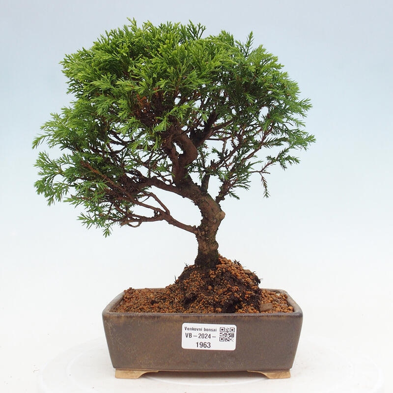 Bonsai voor buiten - Juniperus chinensis Itoigawa