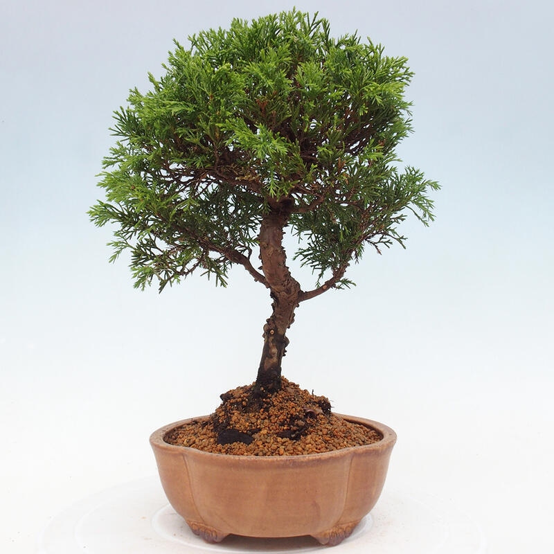 Bonsai voor buiten - Juniperus chinensis Itoigawa