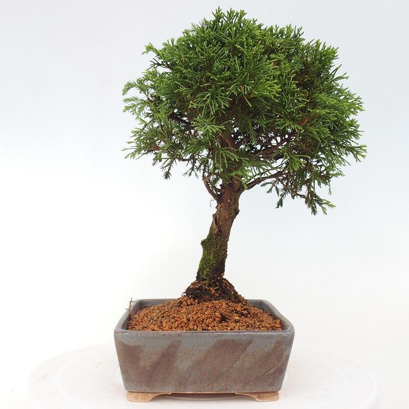 Bonsai voor buiten - Juniperus chinensis Itoigawa