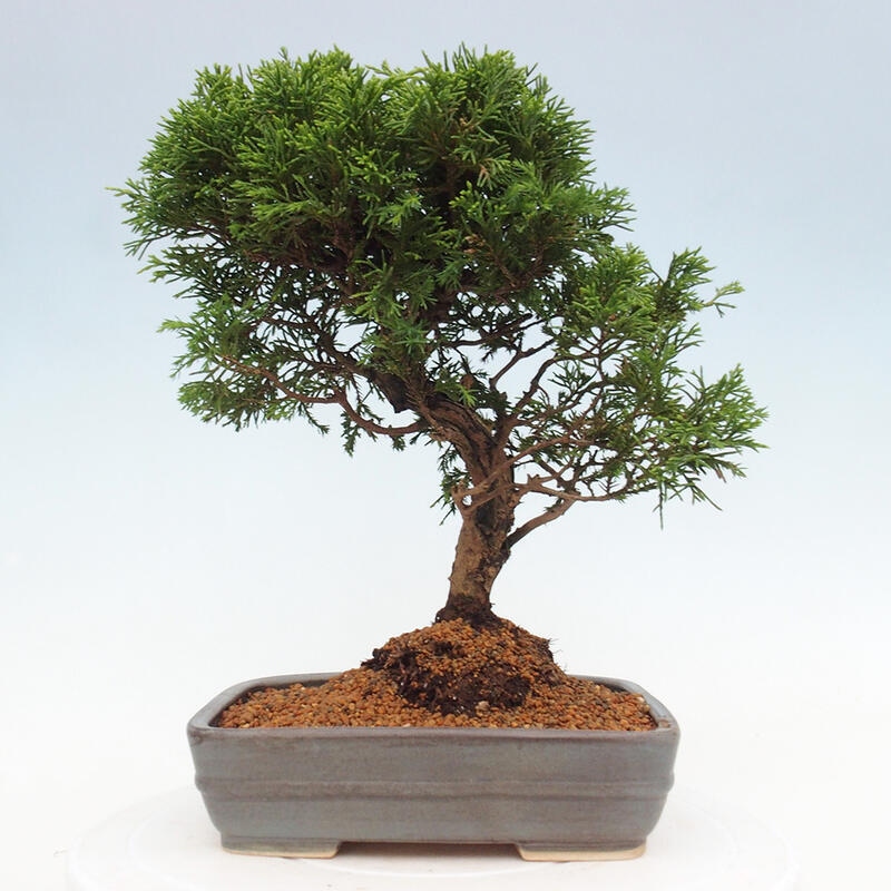 Bonsai voor buiten - Juniperus chinensis Itoigawa