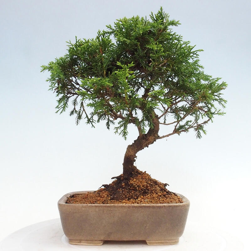 Bonsai voor buiten - Juniperus chinensis Itoigawa