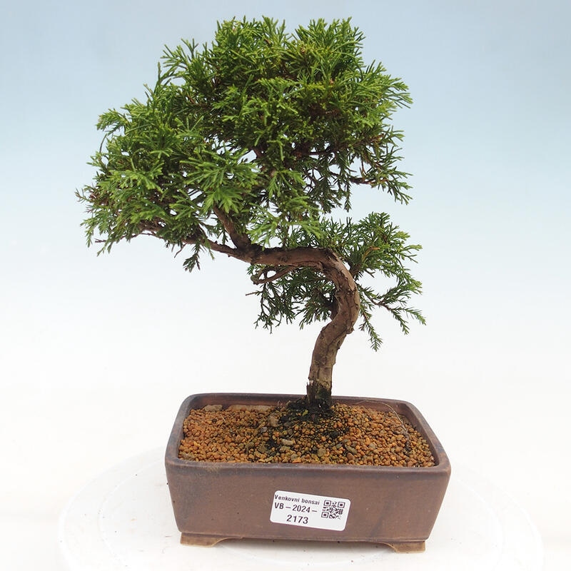 Bonsai voor buiten - Juniperus chinensis Itoigawa