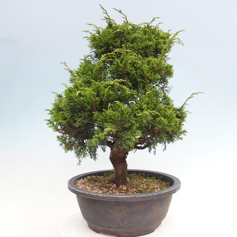 Bonsai voor buiten - Juniperus chinensis Itoigawa
