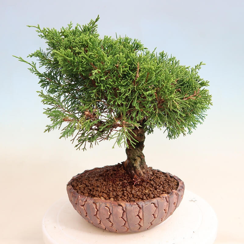 Bonsai voor buiten - Juniperus chinensis Itoigawa
