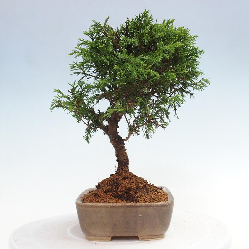 Bonsai voor buiten - Juniperus chinensis Itoigawa