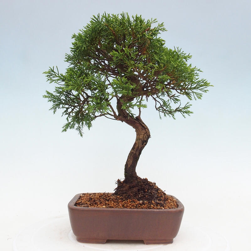 Bonsai voor buiten - Juniperus chinensis Itoigawa