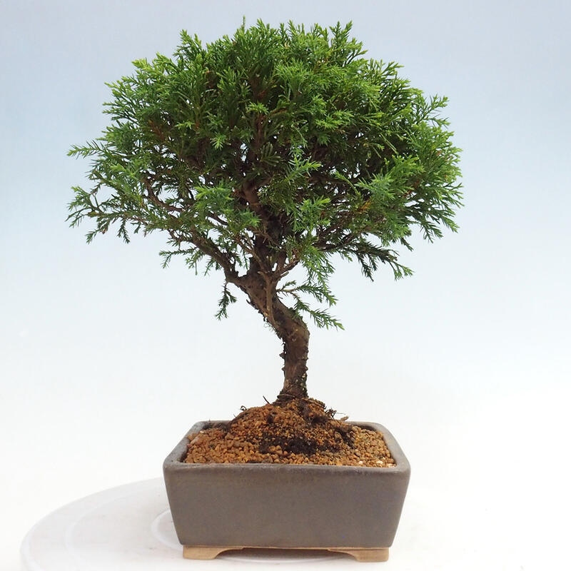 Bonsai voor buiten - Juniperus chinensis Itoigawa