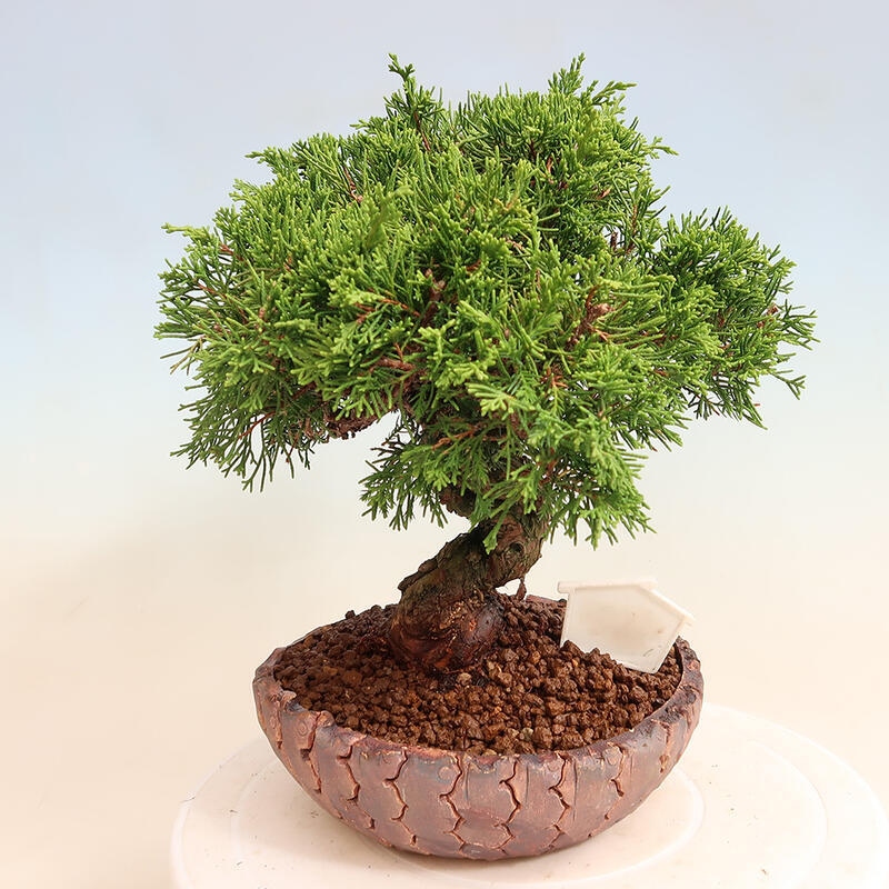 Bonsai voor buiten - Juniperus chinensis Itoigawa