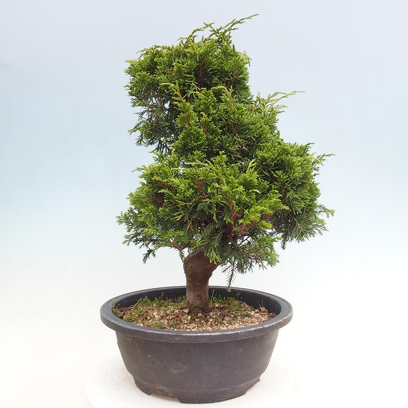 Bonsai voor buiten - Juniperus chinensis Itoigawa