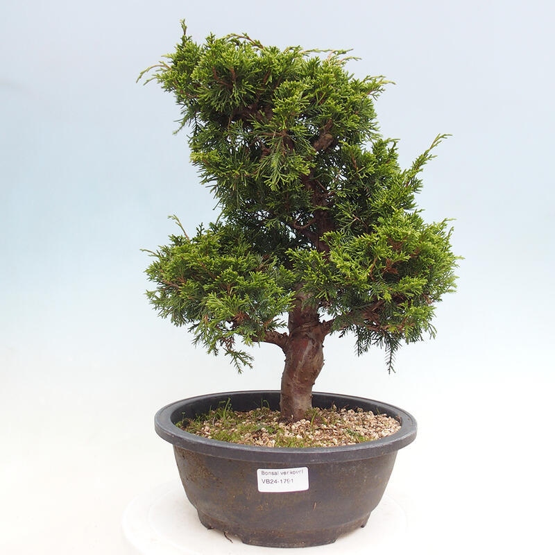 Bonsai voor buiten - Juniperus chinensis Itoigawa