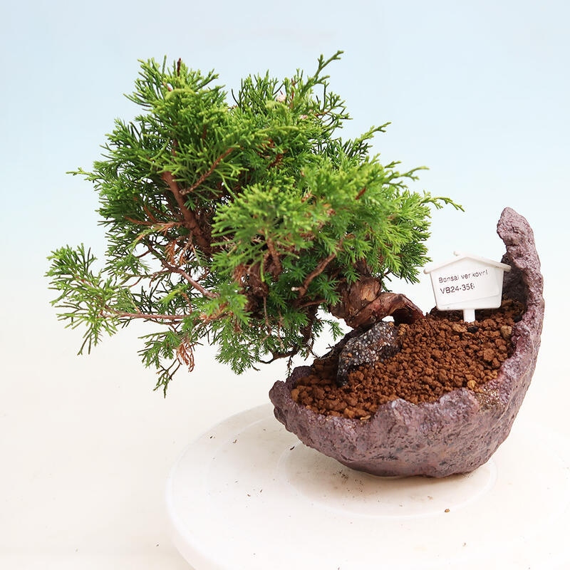 Bonsai voor buiten - Juniperus chinensis Itoigawa