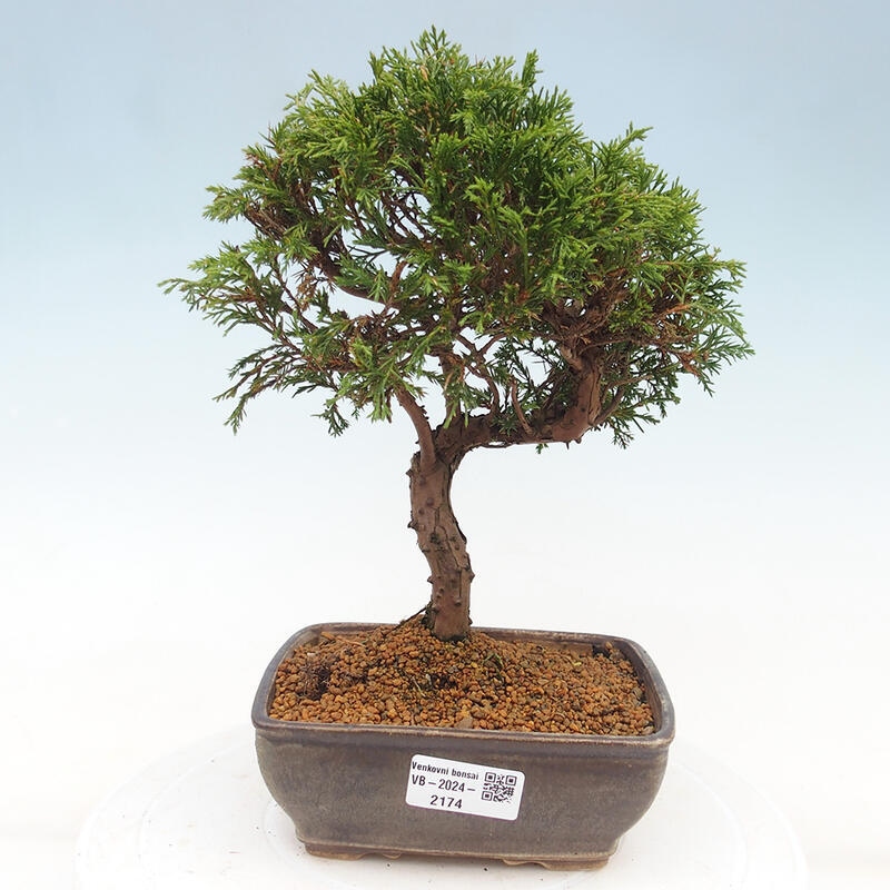 Bonsai voor buiten - Juniperus chinensis Itoigawa