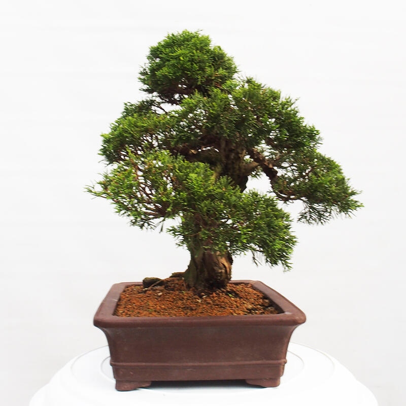 Bonsai voor buiten - Juniperus chinensis Itoigawa