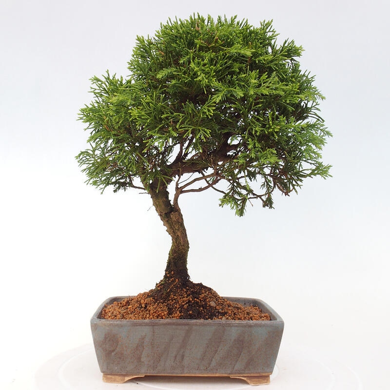 Bonsai voor buiten - Juniperus chinensis Itoigawa