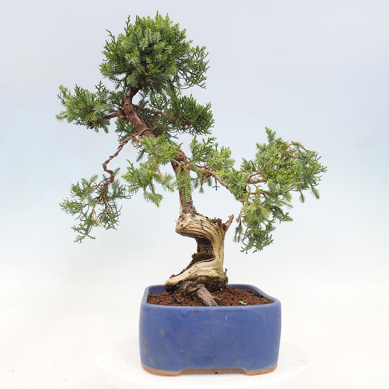 Bonsai voor buiten - Juniperus chinensis Itoigawa-Juniperus chinensis