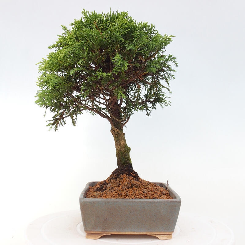 Bonsai voor buiten - Juniperus chinensis Itoigawa
