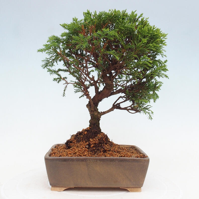 Bonsai voor buiten - Juniperus chinensis Itoigawa