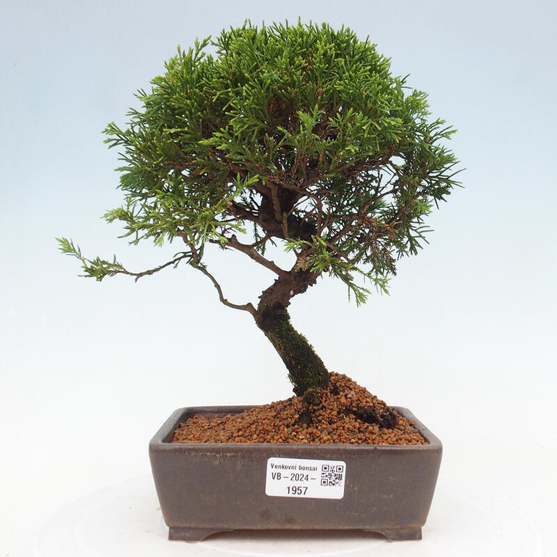Bonsai voor buiten - Juniperus chinensis Itoigawa