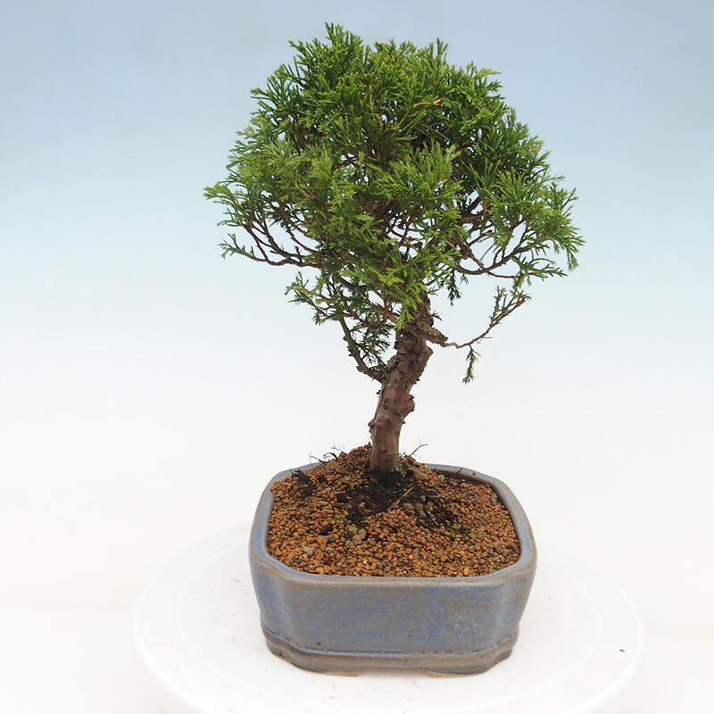 Bonsai voor buiten - Juniperus chinensis Itoigawa