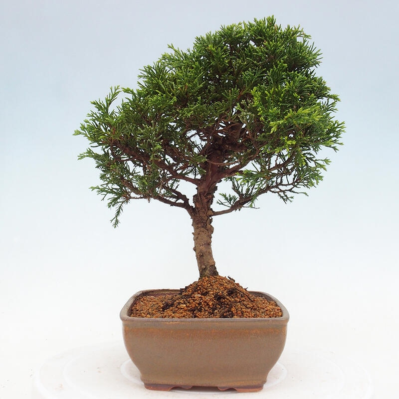 Bonsai voor buiten - Juniperus chinensis Itoigawa
