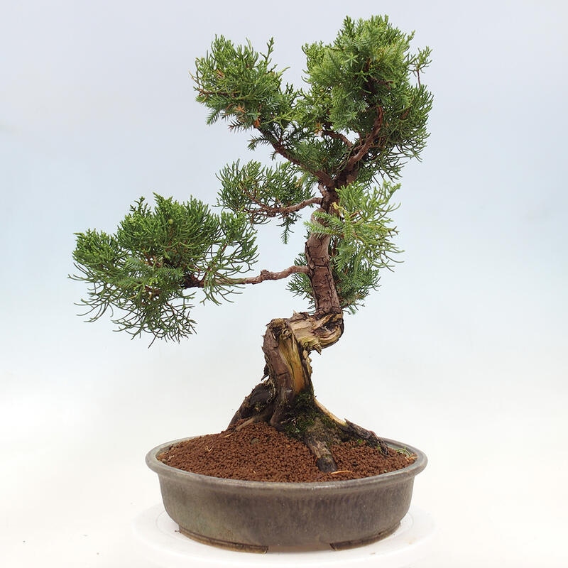 Bonsai voor buiten - Juniperus chinensis Itoigawa-Juniperus chinensis