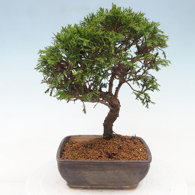 Bonsai voor buiten - Juniperus chinensis Itoigawa