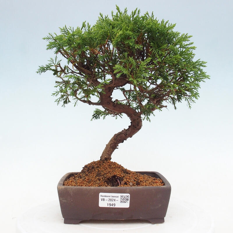 Bonsai voor buiten - Juniperus chinensis Itoigawa