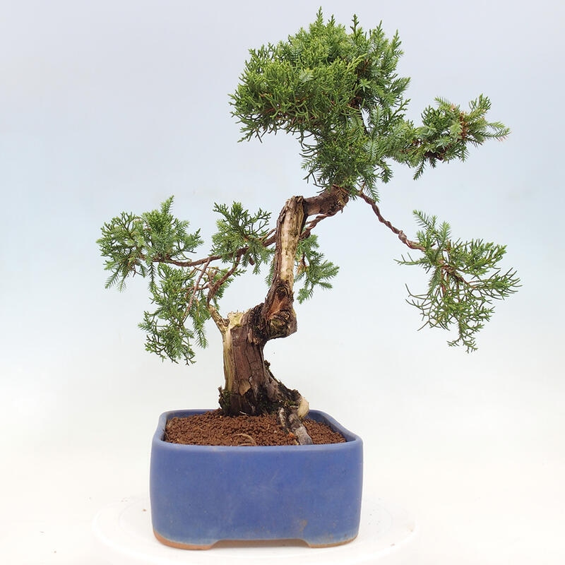 Bonsai voor buiten - Juniperus chinensis Itoigawa-Juniperus chinensis