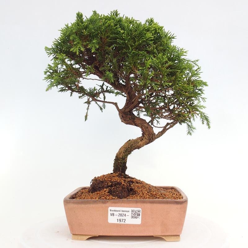 Bonsai voor buiten - Juniperus chinensis Itoigawa