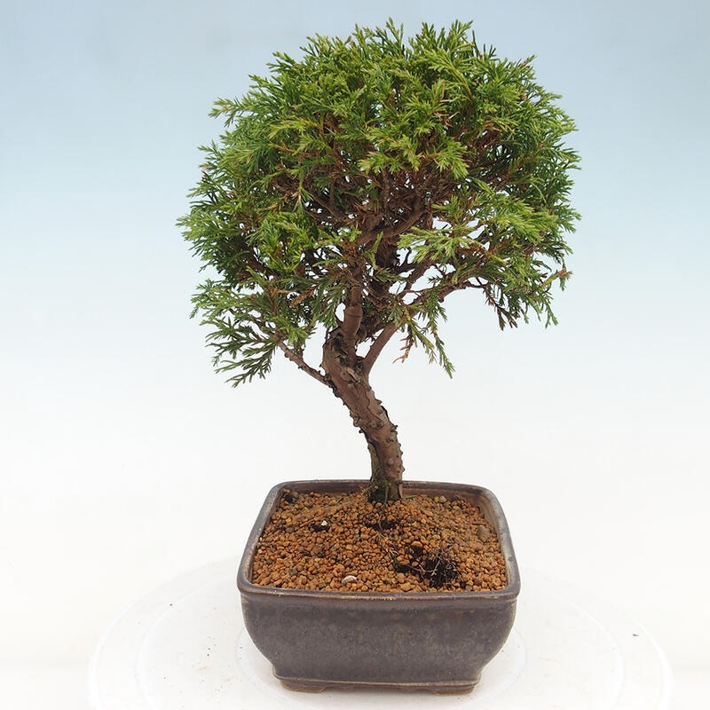 Bonsai voor buiten - Juniperus chinensis Itoigawa