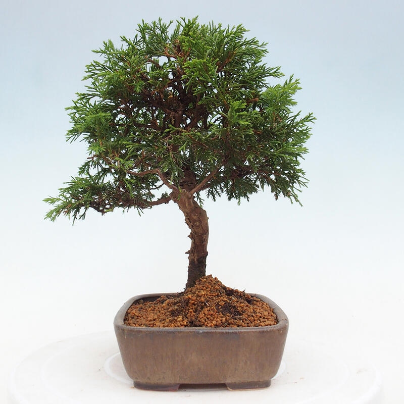 Bonsai voor buiten - Juniperus chinensis Itoigawa
