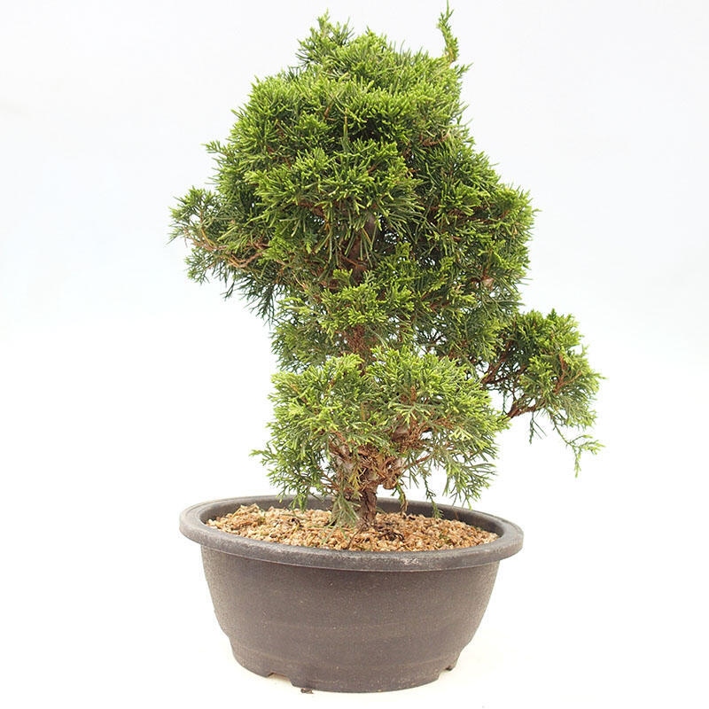 Bonsai voor buiten - Juniperus chinensis Itoigawa-Juniperus chinensis