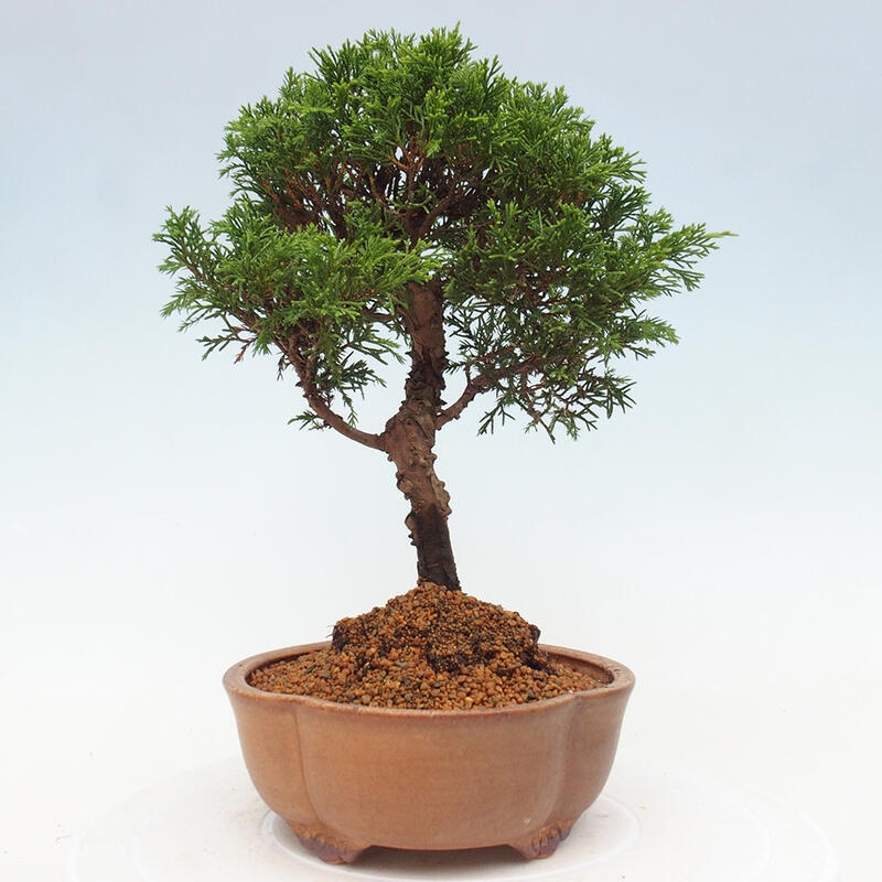 Bonsai voor buiten - Juniperus chinensis Itoigawa