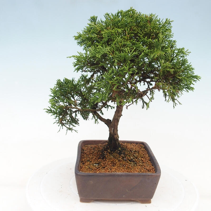 Bonsai voor buiten - Juniperus chinensis Itoigawa